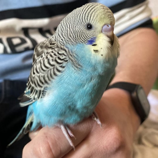 Ziggy female budgie lost 20 october